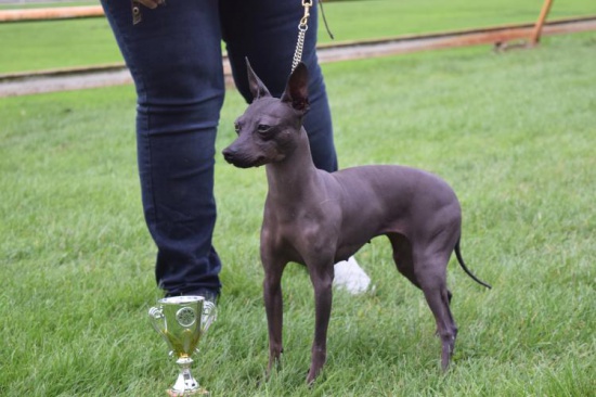 American hairless terrier puppies