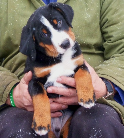 Appenzeller szczenie z rodowodem